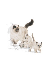 Royal Canin Babycat Milk - Pet Mall