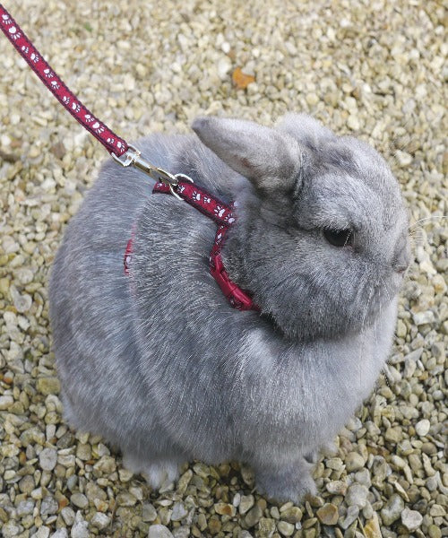 Rosewood Paw Print Harness And Lead for Small Pets