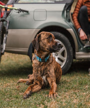 Ruffwear Crag™ Reflective Dog Collar