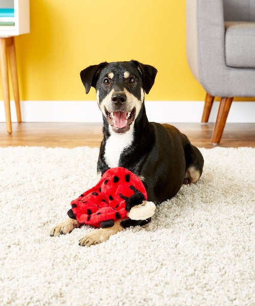 ZippyPaws Squeakie Crawler Betsey the Ladybug Dog Toy