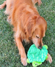 ZippyPaws Squeakie Crawler Slowpoke the Turtle Dog Toy