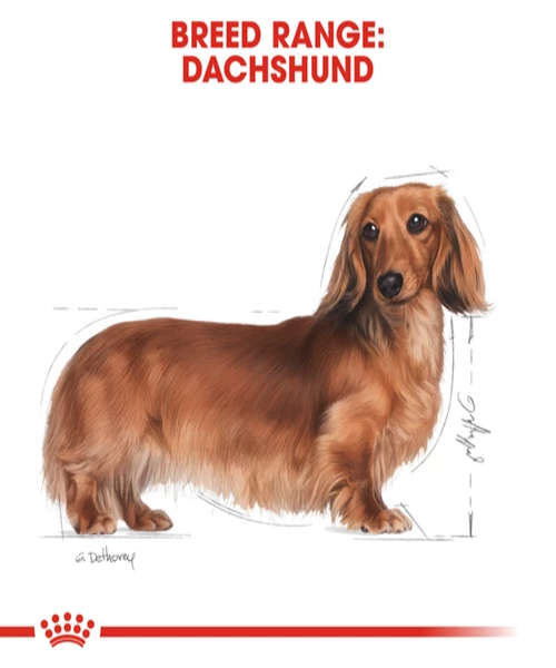Royal Canin Dachshund Dog Food Pouches 12 x 85g - Pet Mall 